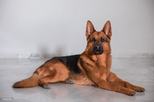 pet urn, urn, dog urn, German shepherd