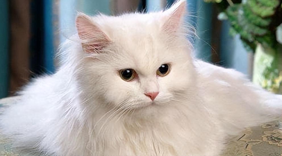 Turkish Angora cat, long-haired cats, cat breeds, Turkish Angora characteristics, cat selection, cat care, pet urns, memorial for pets, Turkish Angora personality, purebred cats.