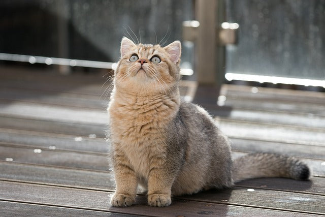 pet urn, british shorthair cat, cat urn, urn