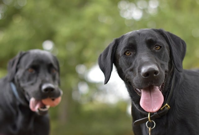 urn, labrador, labrador urn, pet urn