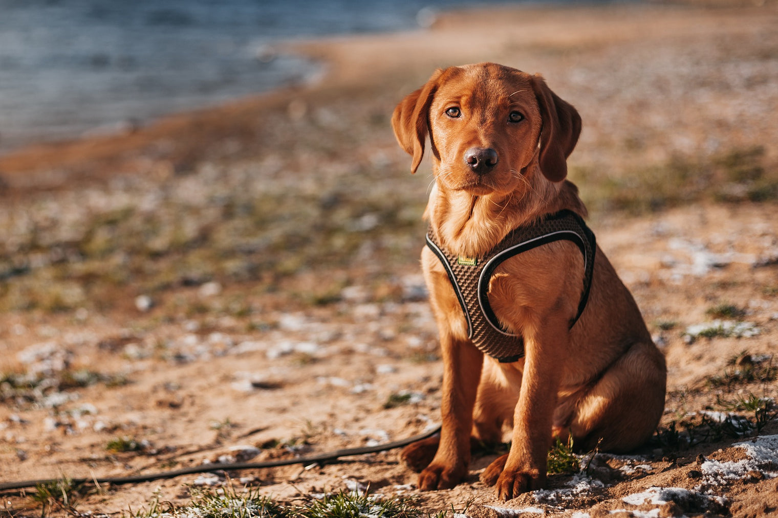 Golden Retriever care, female Golden Retriever, Golden Retriever life stages, Golden Retriever puppy care, adult Golden Retriever, senior Golden Retriever, pet memorial products, professional pet urns