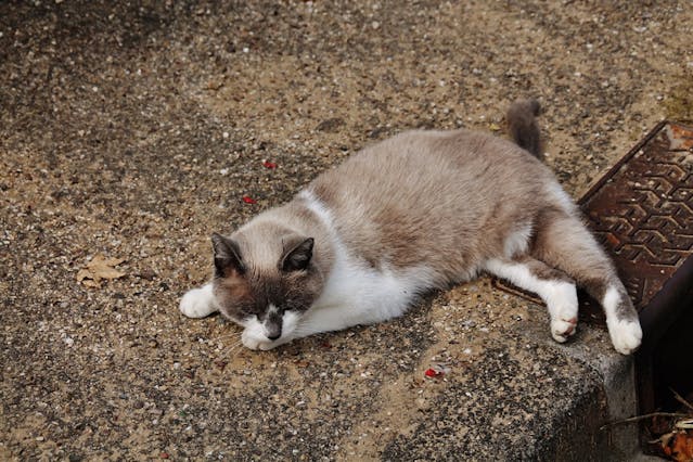 Snowshoe cats, blue-eyed cats, cat breeds, affectionate cats, cats that love water, unique cat markings, cat personalities, cat care, pet urns, custom pet urns, feline memorials.