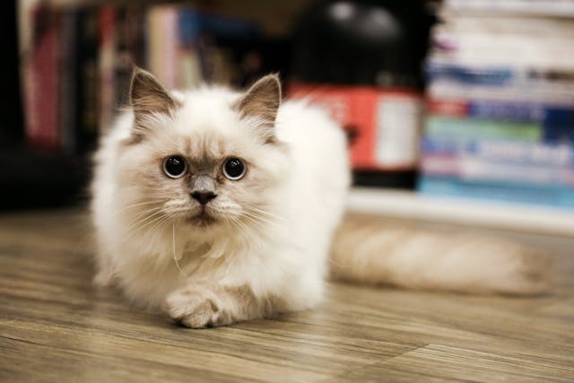 Birman cat breed characteristics